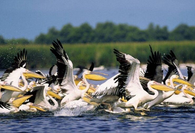 Private Tour From Bucharest to Danube Delta 2 Days Tour - Unique Ecosystem