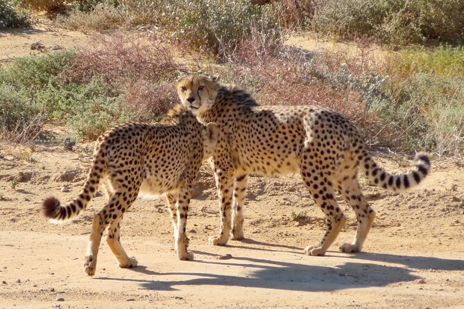 Private Tour From Cape Town - Traveler Photos and Reviews