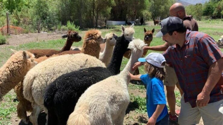 Private Tour From Cusco Llama Treking Healing With Clay - Booking Details