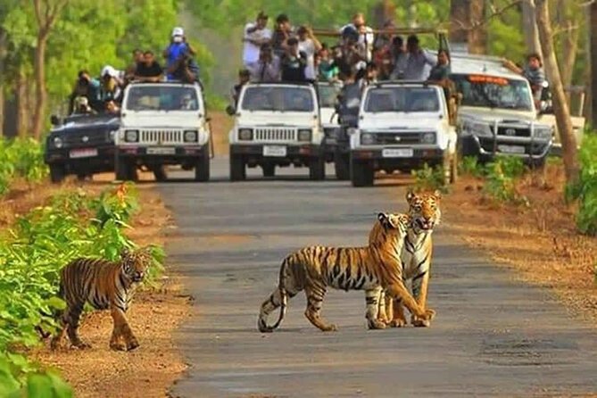 Private Tour From Delhi to Sariska Safari and Jaipur (1n/2d) - Tour Details