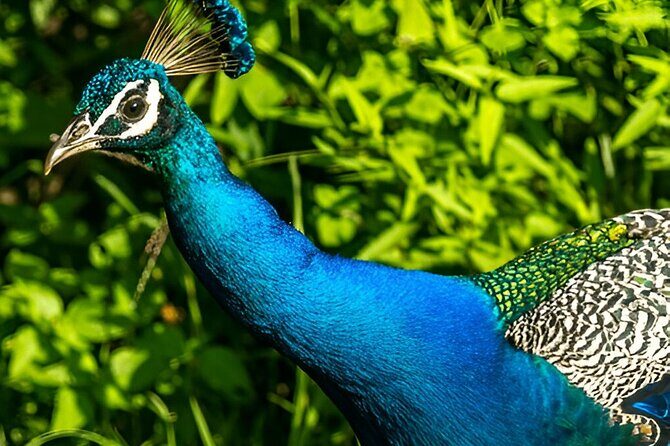 Private Tour from Ella to Mirissa with Udawalawe Safari - Udawalawe National Park: The Heart of the Safari