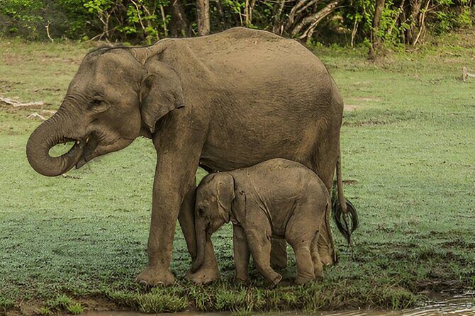 Private Tour from Ella to Tangalle with Udawalawe Safari - The Transport & Service Experience