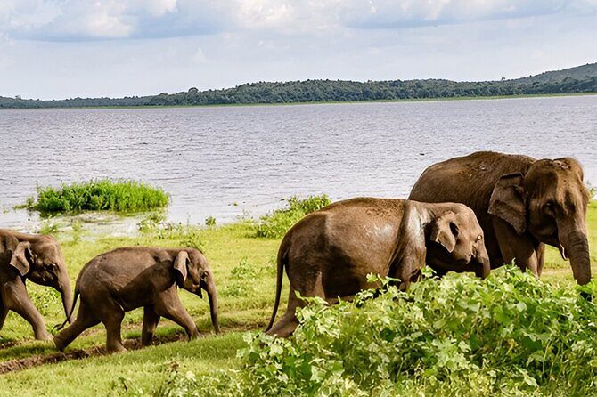 Private Tour from Ella to Tangalle with Udawalawe Safari - The Sum Up