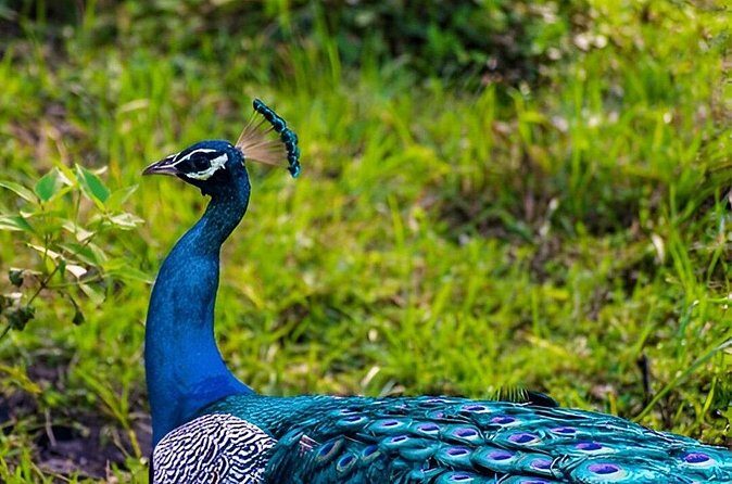 Private Tour from Ella to Tangalle with Udawalawe Safari - FAQ