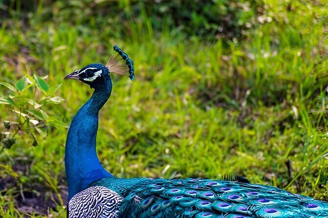 Private Tour from Ella to Tangalle with Udawalawe Safari - Frequently Asked Questions