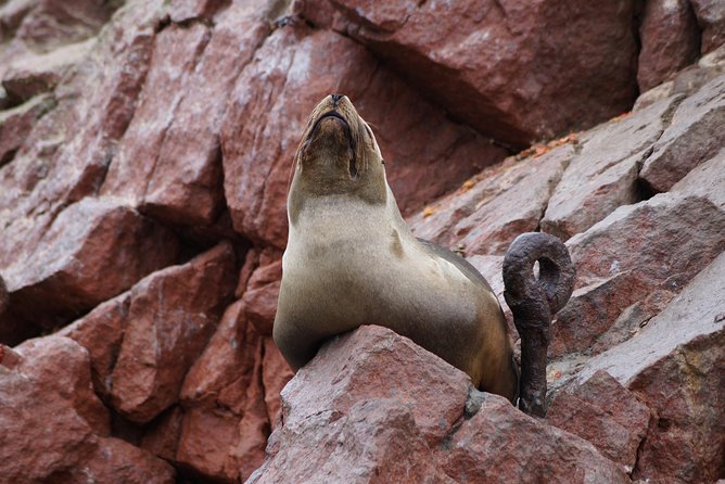 PRIVATE TOUR From Lima to Oasis and Ballestas Island(Make Your Own Schedule) - Booking and Cancellation Policy