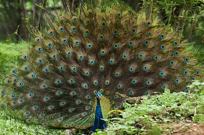 Private Tour from Mirissa to Ella with Udawalawe Safari - FAQs