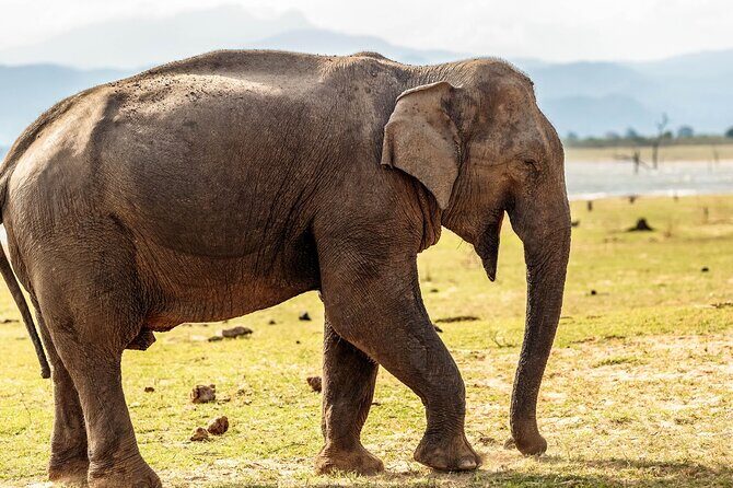 Private Tour from Mirissa to Ella with Udawalawe Safari - Good To Know