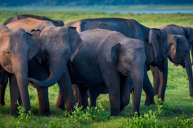 Private Tour from Mirissa to Ella with Udawalawe Safari - The Itinerary Breakdown: What to Expect