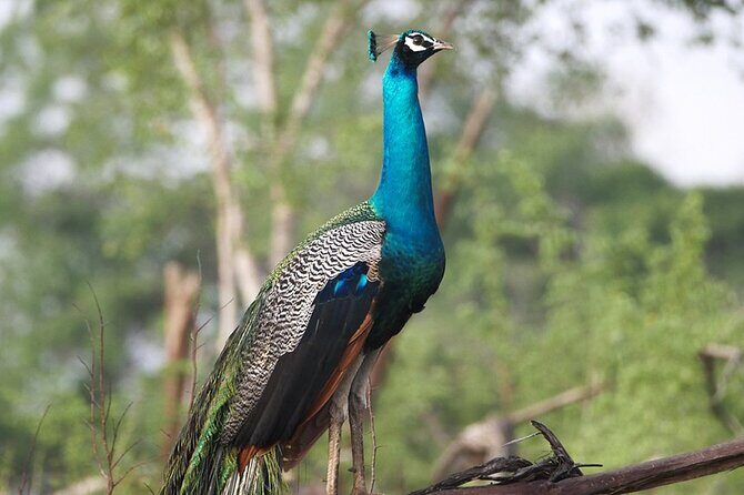 Private Tour from Mirissa to Ella with Udawalawe Safari - The Itinerary in Detail