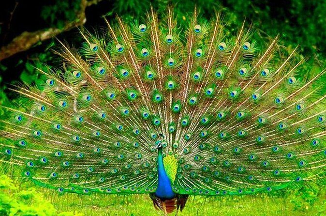 Private Tour from Mirissa to Ella with Udawalawe Safari - The Practical Details