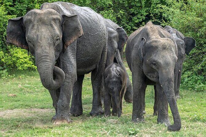 Private Tour from Mirissa to Ella with Udawalawe Safari - FAQs