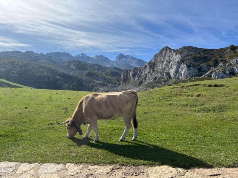 Private Tour From Oviedo to Covadonga and Europe Peaks Lakes - Itinerary Highlights