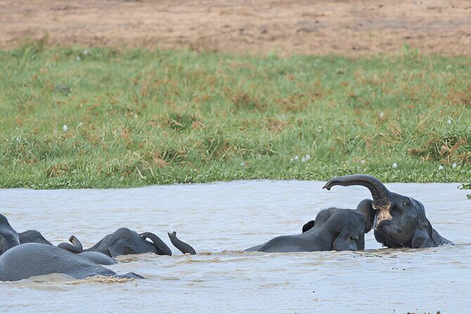 Private Tour from Polonnaruwa to Kandy with Wasgamuwa Safari - Frequently Asked Questions  