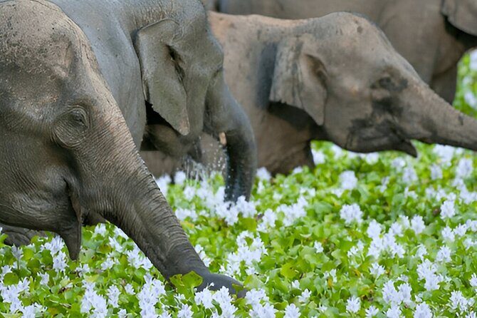 Private Tour from Polonnaruwa to Kandy with Wasgamuwa Safari - Good To Know