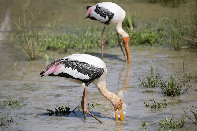 Private Tour from Polonnaruwa to Kandy with Wasgamuwa Safari - The Journey Begins: Polonnaruwa to Wasgamuwa