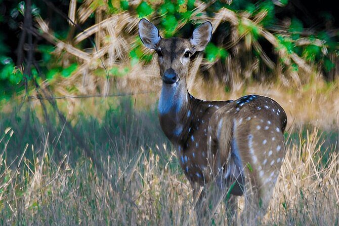 Private Tour from Polonnaruwa to Kandy with Wasgamuwa Safari - Who Is This Tour Perfect For?