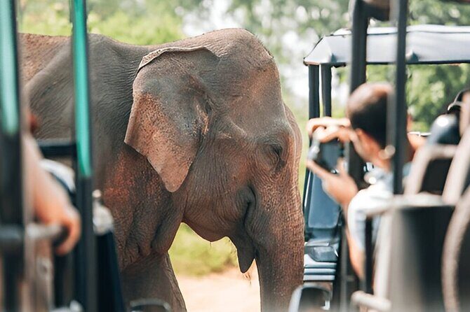 Private Tour from Tangalle to Ella with Udawalawe Safari - Good To Know