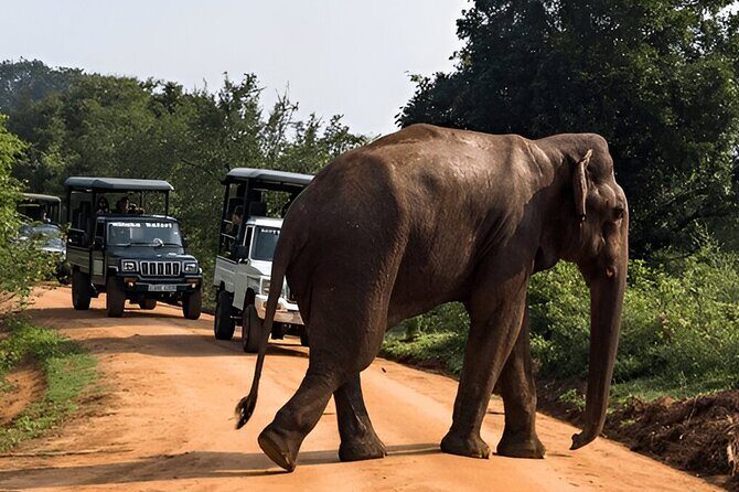 Private Tour from Tangalle to Ella with Udawalawe Safari - The Practicalities: What’s Included and What’s Not