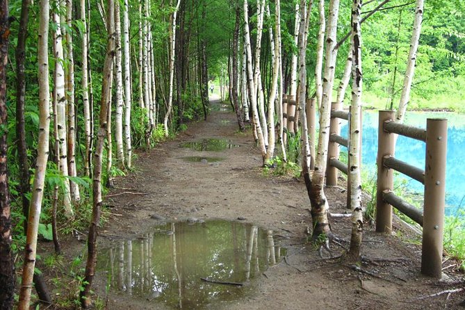 Private Tour: Full-Day Walking Tour With Professional Local Guide in Yakushima Island - Directions to Yakushima Island