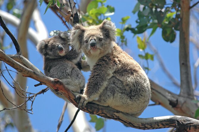 Private Tour - Great Ocean Road Express Tour - 9 Hour Duration - Common Questions