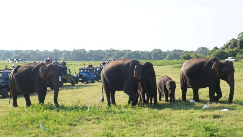 private tour guide in Sri lanka : 5 Days Tour Package - Authentic Experiences and Local Insights