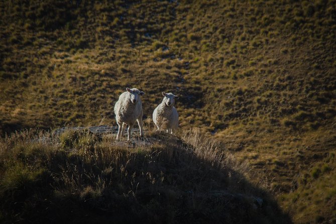 Private Tour Half Day Queenstown and Beyond Photography Tour - Tour Details and Logistics