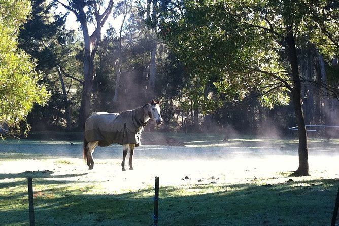 [Private Tour] Healesville Sanctuary Wildlife & Puffing Billy Steam Train - Pricing Details