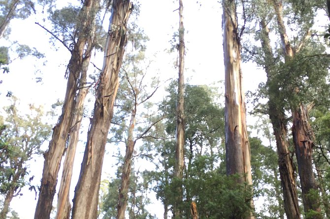 [Private Tour] Healesville Sanctuary Wildlife & Puffing Billy Steam Train - Common Questions