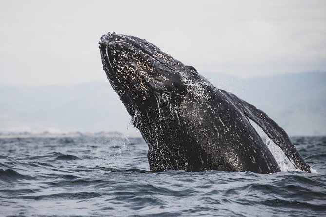 Private Tour : Hermanus Whale Watching and Wine - Date and Travelers
