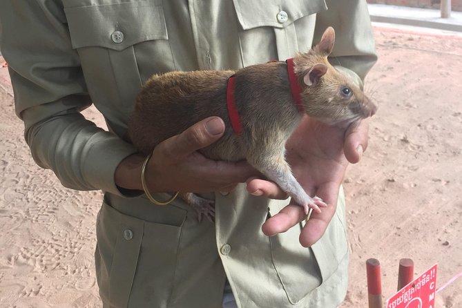 Private Tour: HERO Rats & Angkor National Museum - Cancellation Policy