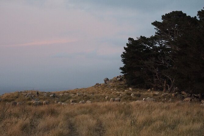 Private Tour Highlights of Christchurch NZ - Who Will Love This Tour?