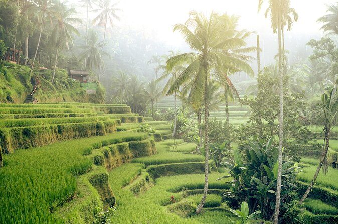 Private Tour Highlights of Ubud - Final Thoughts