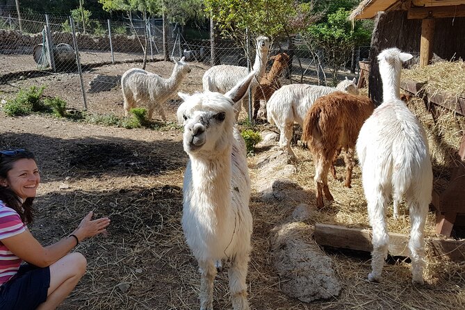 Private Tour - Hike and Wine Tasting at the Penedés - Reviews