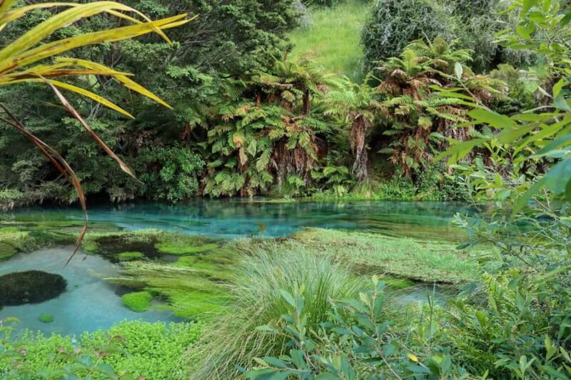 Private Tour: Hunua Falls, Blue Springs & Mclaren waterfall - Exploring the Stops