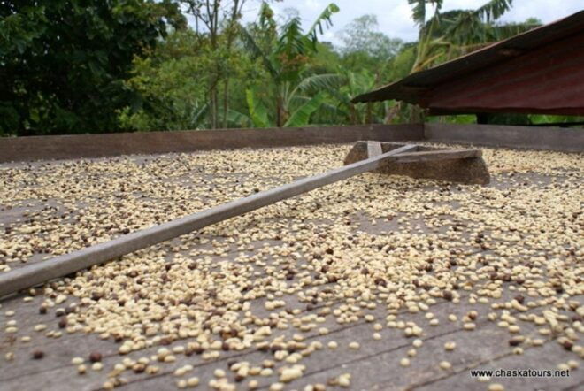 Private Tour in an Authentic, Ecological Local Coffee Finca - Additional Information and Important Notes