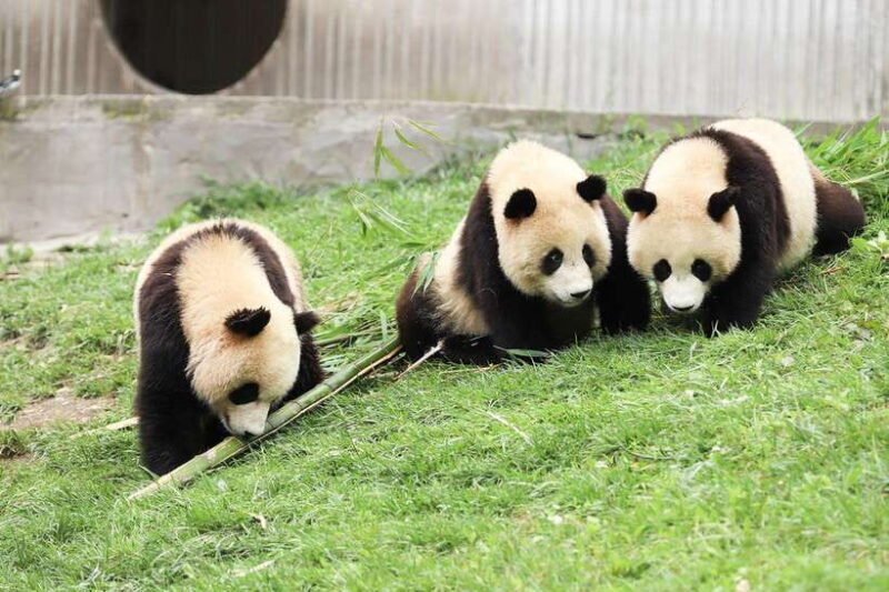 Private tour in Chengdu Panda Base and Leshan Giant Buddha - Good To Know