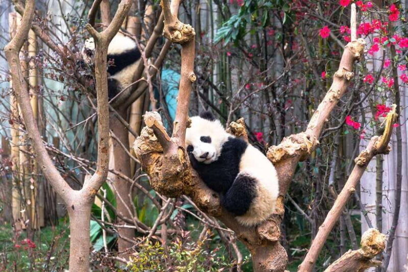 Private tour in Chengdu Panda Base and Leshan Giant Buddha - Introduction: An Authentic Look at Chengdu’s Top Attractions