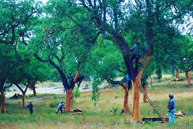 Private Tour in Evora and Monsaraz With Wine Tasting - Wine Tasting Experience