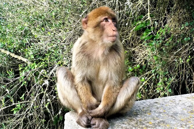 Private Tour in Gibraltar and in Marbella - Tour Highlights