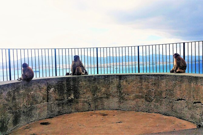 Private Tour in Gibraltar and in Marbella - Culinary Delights