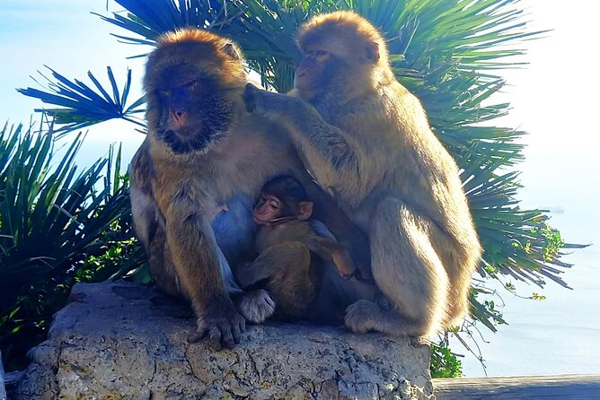 Private Tour in Gibraltar and in Marbella - Shopping Opportunities