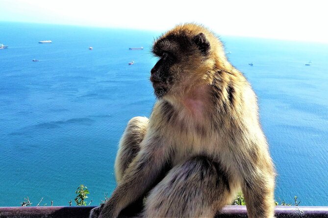 Private Tour in Gibraltar & Mijas From Malaga - Pricing and Inclusions