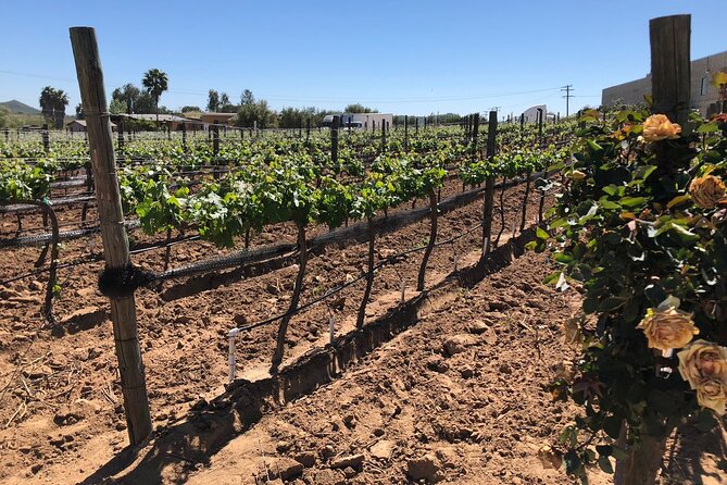 Private Tour in Guadalupe Valley, Vine Yards & Wine Route ENS MX - The Sum Up
