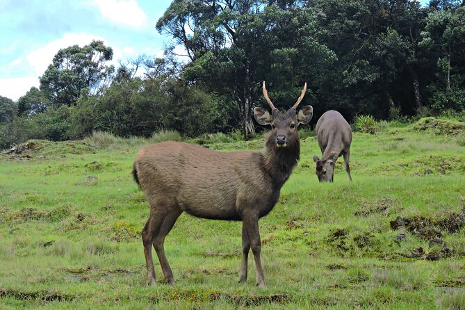 Private Tour in Horton Plains National Park ( Worlds End) With Pickup - Pickup and Transportation Details