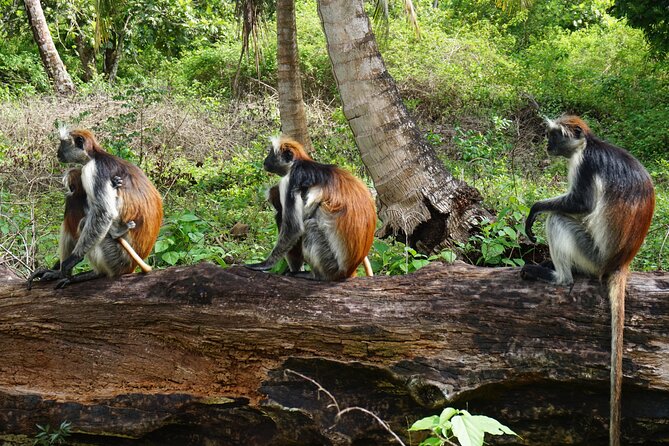 Private Tour in Jozani Forest With Pick up - Cancellation Policy