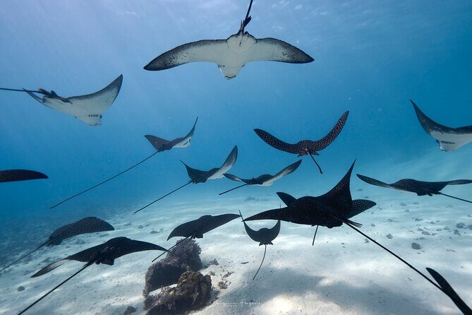 Private tour in Moorea by boat, visit and snorkeling - Good To Know