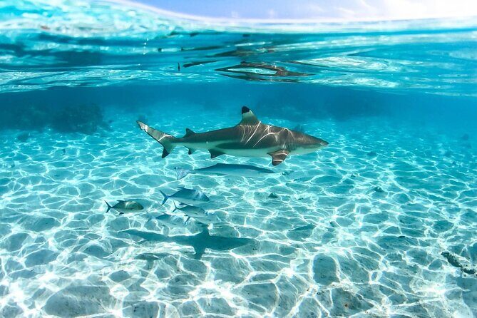 Private tour in Moorea by boat, visit and snorkeling - Exploring the Itinerary and Experience