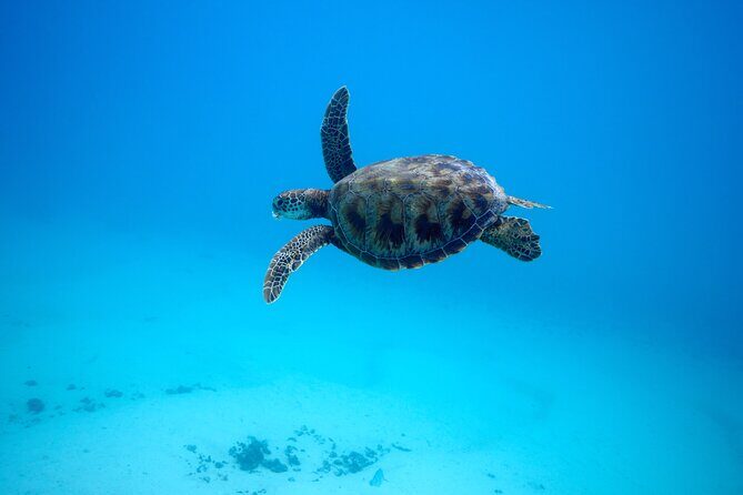 Private tour in Moorea by boat, visit and snorkeling - FAQs