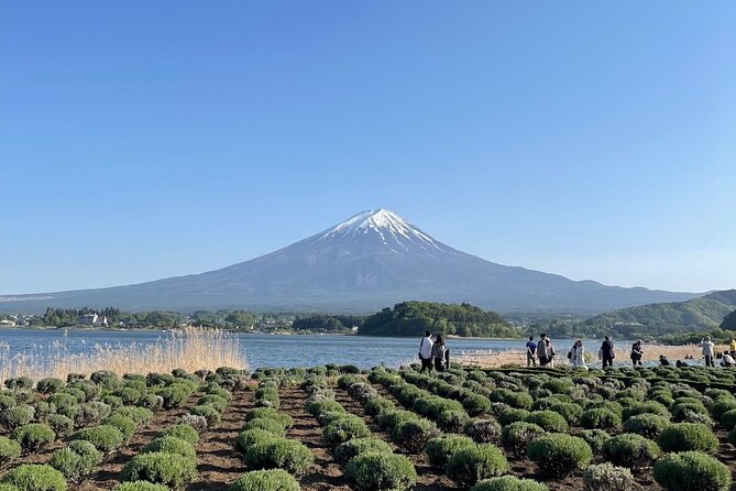 Private Tour in Mt Fuji and Hakone With English Speaking Driver - Itinerary Details